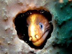 Moray holdup in a sponge Bare Island Sydney by Peter Simpson 